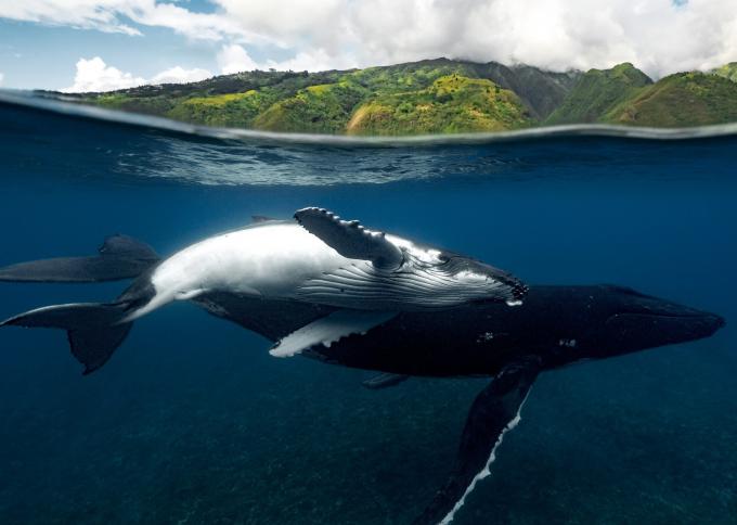 Obserwacja wielorybów na Tahiti